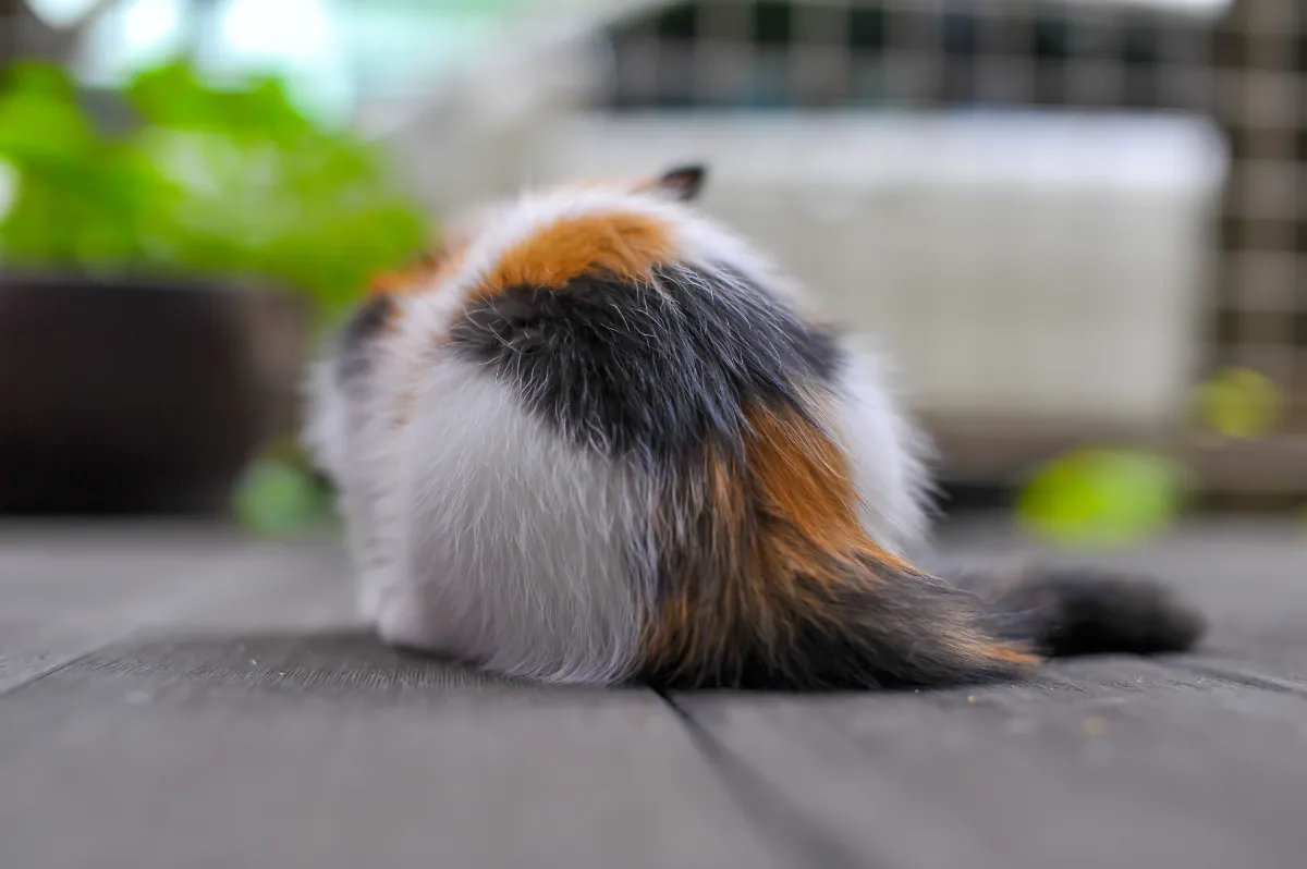 Kattens charm: hur ragdoll-katter erövrar våra hjärtan